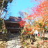 紅葉と四季桜