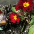 「我が家の庭の花々たち」２０１７ Pt．５