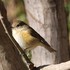 近くの公園の鳥