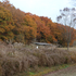 近くの公園の鳥