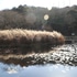 近くの公園の鳥