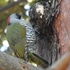 近くの公園の鳥