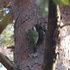 近くの公園の鳥