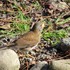 近くの公園の鳥