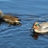 近くの公園の鳥