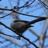 近くの公園の鳥