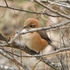 近くの公園の鳥