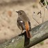 近くの公園の鳥