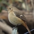 近くの公園の鳥