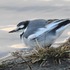 外出先　で　出会った鳥達