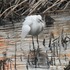 外出先　で　出会った鳥達