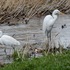 外出先　で　出会った鳥達