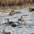 外出先　で　出会った鳥達