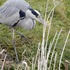 外出先　で　出会った鳥達