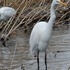 外出先　で　出会った鳥達