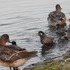 外出先　で　出会った鳥達