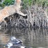 外出先　で　出会った鳥達