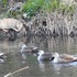 外出先　で　出会った鳥達