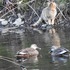 外出先　で　出会った鳥達