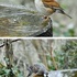 裏山近郊で出会った鳥たち