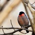 裏山近郊で出会った鳥たち