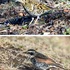 裏山近郊で出会った鳥たち