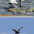 裏山近郊で出会った鳥たち