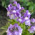 ココのお庭の花と山野草