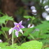 我が家の山野草🌿