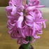 ヒアシンス Hyacinth