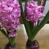 ヒアシンス Hyacinth