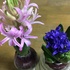 ヒアシンス Hyacinth