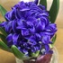 ヒアシンス Hyacinth