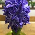 ヒアシンス Hyacinth