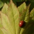   閲覧注意🐜🐌🐞🐝❗