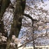 散歩で見かけた植物&風景