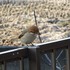 虫と動物（鳥・動物編）２０１８年