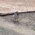 虫と動物（鳥・動物編）２０１８年