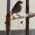 虫と動物（鳥・動物編）２０１８年