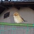 虫と動物（鳥・動物編）２０１８年