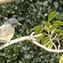 虫と動物（鳥・動物編）２０１８年