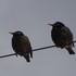 虫と動物（鳥・動物編）２０１８年