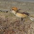 虫と動物（鳥・動物編）２０１８年