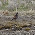 虫と動物（鳥・動物編）２０１８年