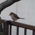 虫と動物（鳥・動物編）２０１８年