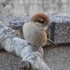 虫と動物（鳥・動物編）２０１８年