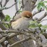 虫と動物（鳥・動物編）２０１８年