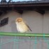 虫と動物（鳥・動物編）２０１８年