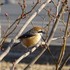 虫と動物（鳥・動物編）２０１８年