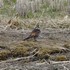 虫と動物（鳥・動物編）２０１８年